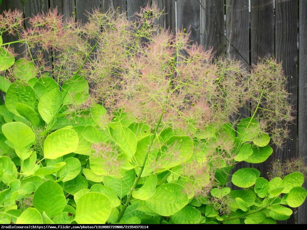 Perukowiec Golden Spirit - Cotinus coggygria  Golden Spirit