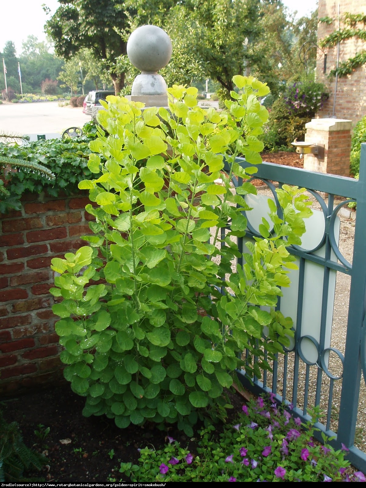 Perukowiec Golden Spirit - Cotinus coggygria  Golden Spirit