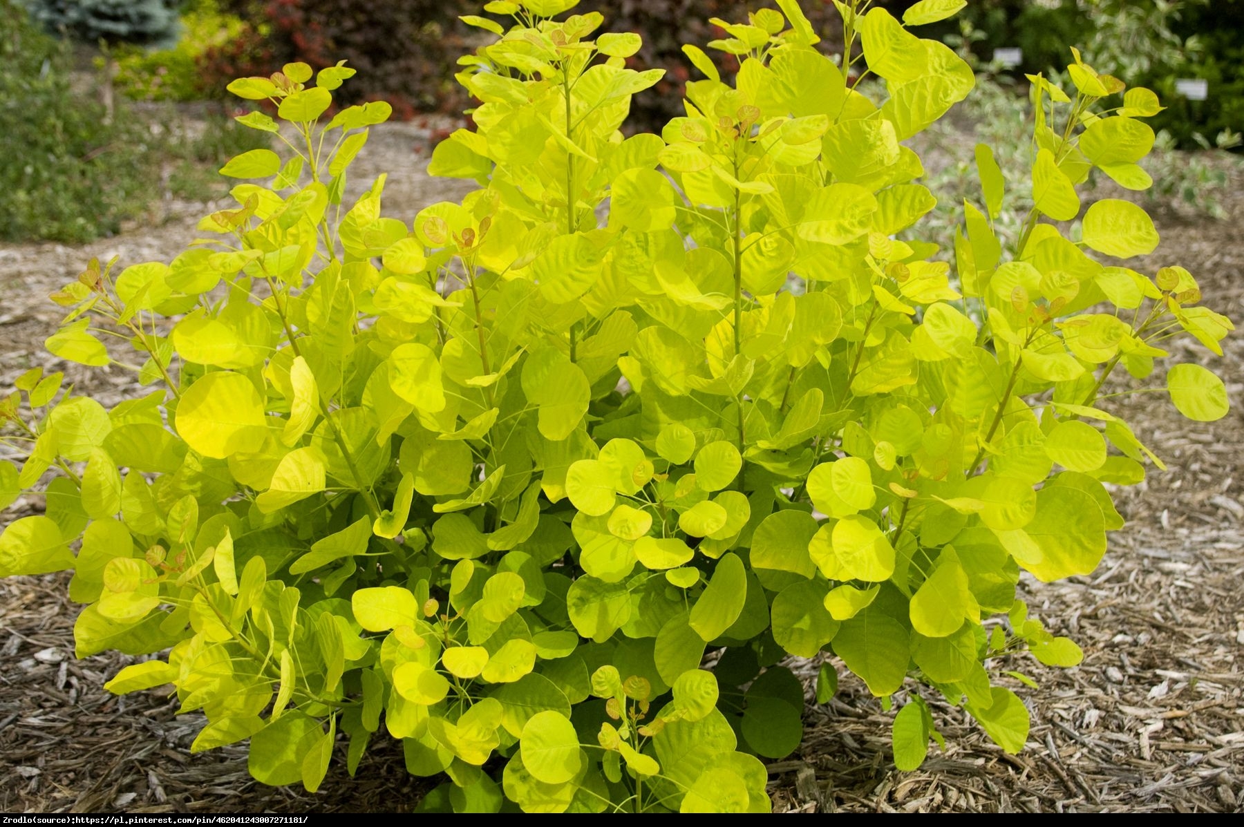 Perukowiec Golden Spirit - Cotinus coggygria  Golden Spirit