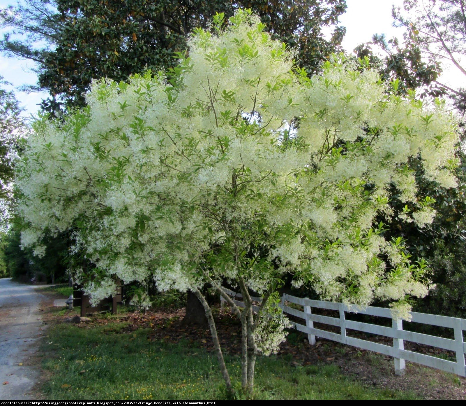 Śniegowiec wirginijski - Chionanthus virginicus