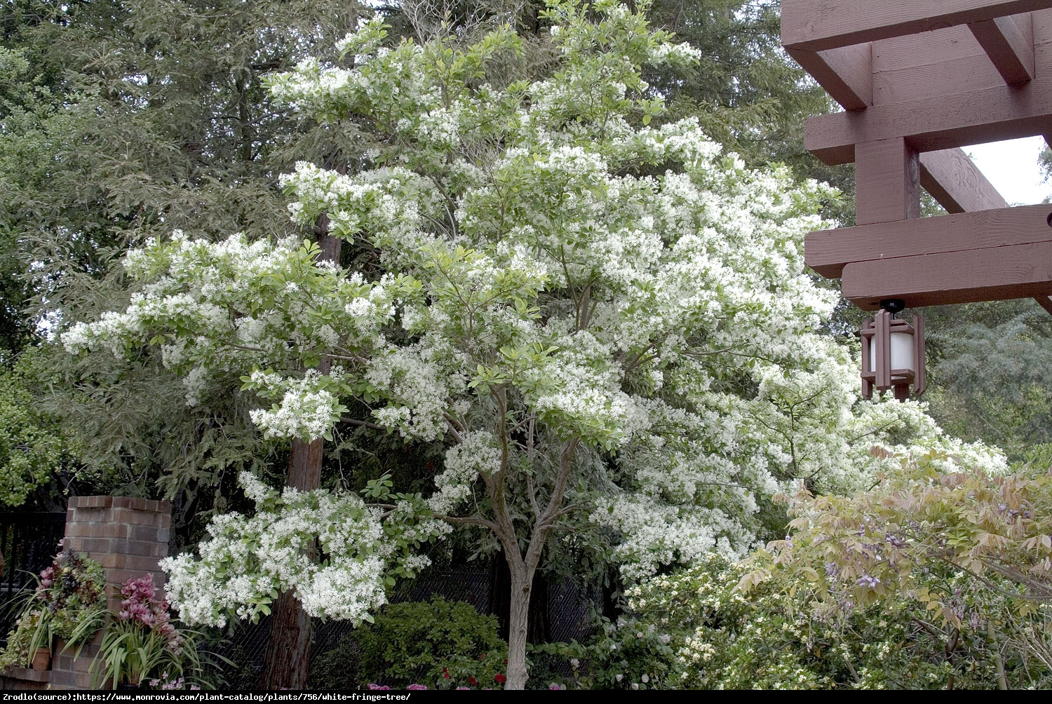 Śniegowiec wirginijski - Chionanthus virginicus