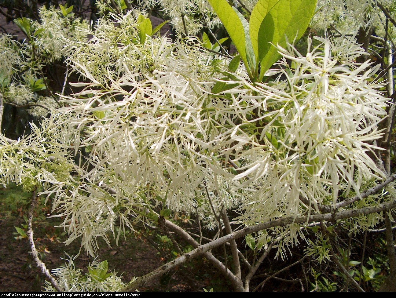 Śniegowiec wirginijski - Chionanthus virginicus