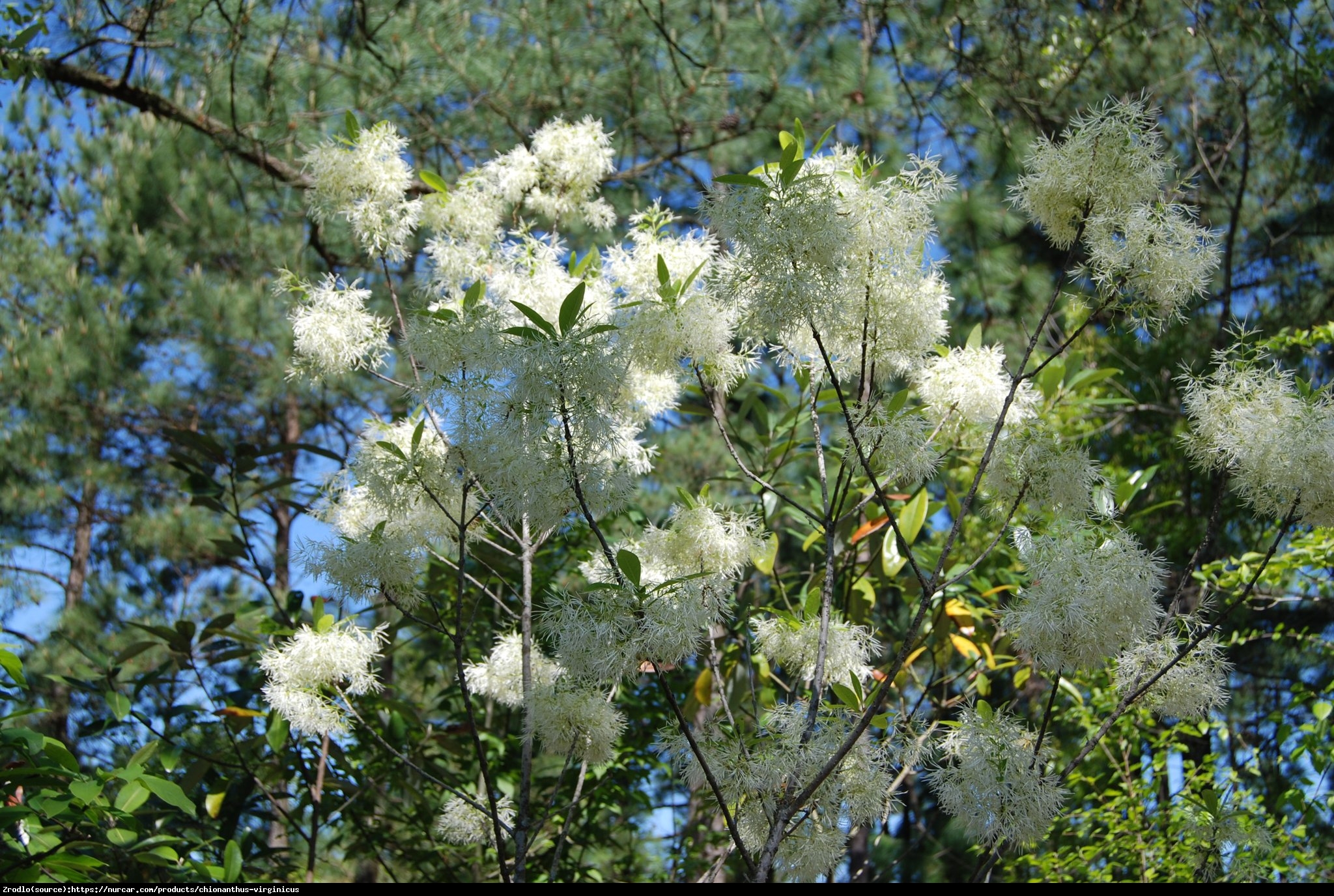 Śniegowiec wirginijski - Chionanthus virginicus