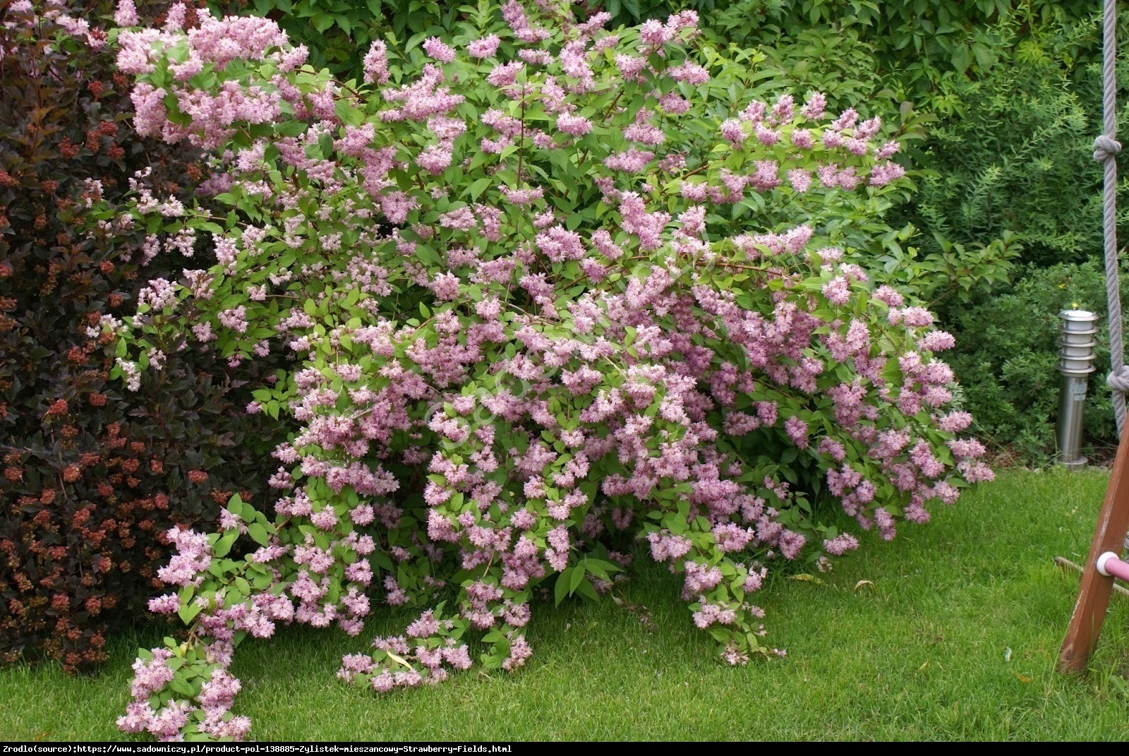 Żylistek mieszańcowy Strawberry Fields - Deutzia hybrida Strawberry Fields