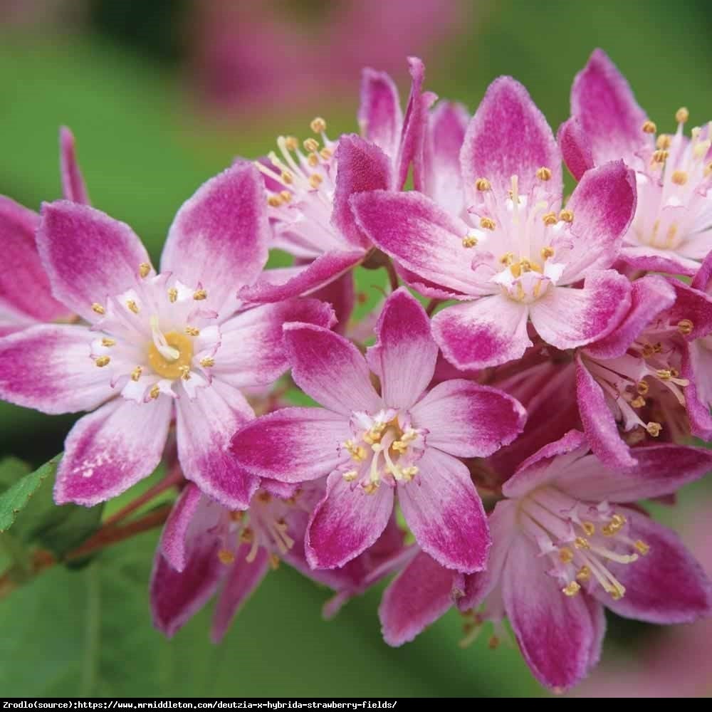 Żylistek mieszańcowy Strawberry Fields - Deutzia hybrida Strawberry Fields