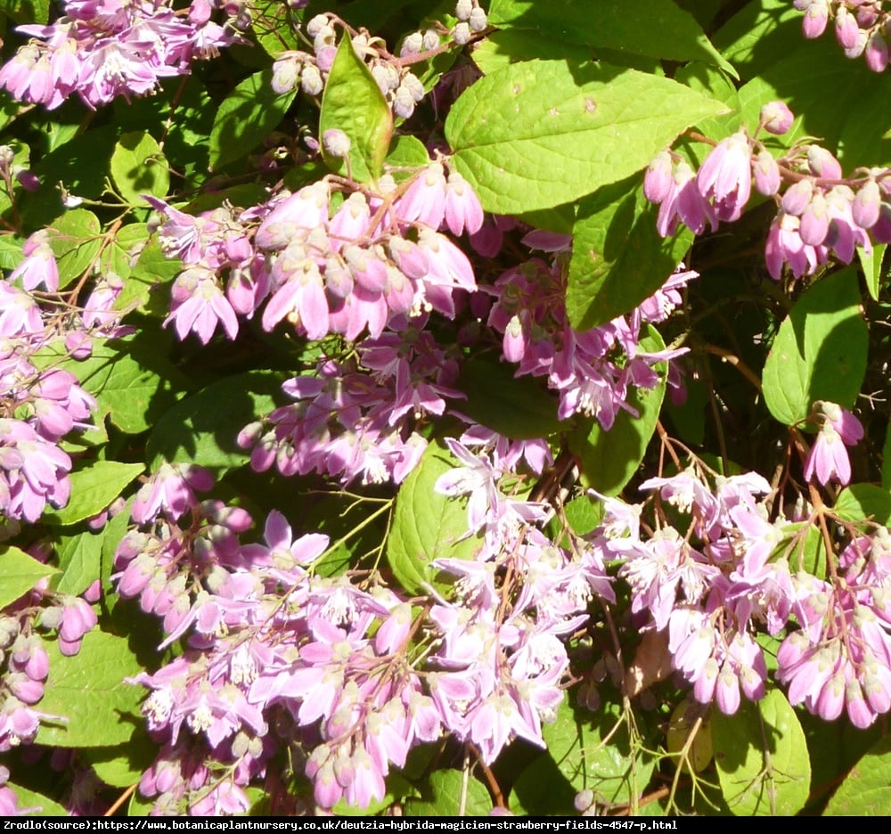 Żylistek Magicien  - Deutzia hybrida Magicien 