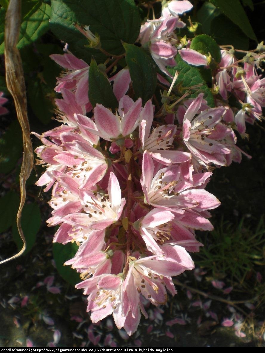 Żylistek Magicien  - Deutzia hybrida Magicien 