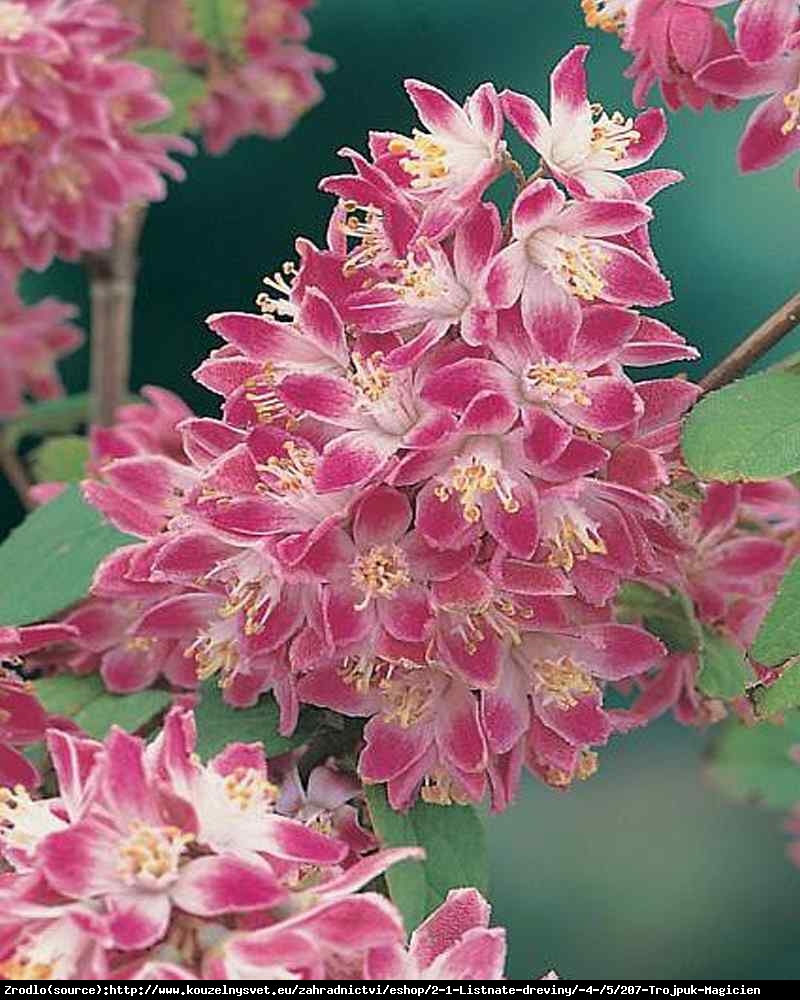 Żylistek Magicien  - Deutzia hybrida Magicien 