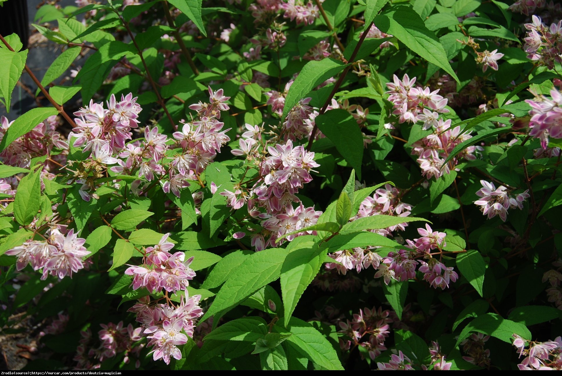 Żylistek Magicien  - Deutzia hybrida Magicien 