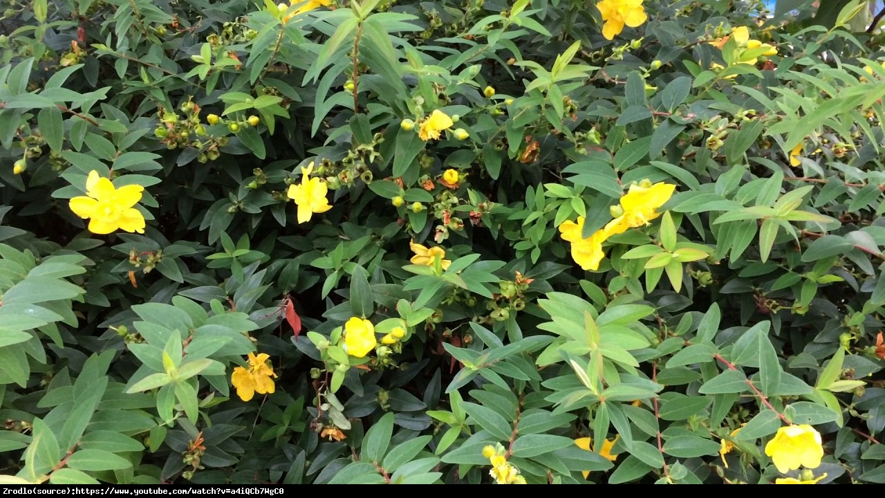 Dziurawiec Hidcote  - Hypericum  Hidcote 