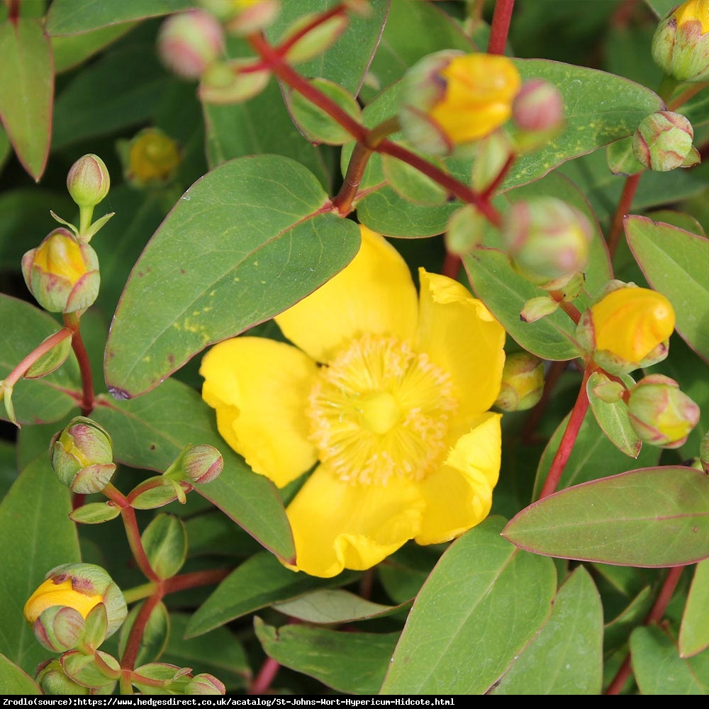 Dziurawiec Hidcote  - Hypericum  Hidcote 