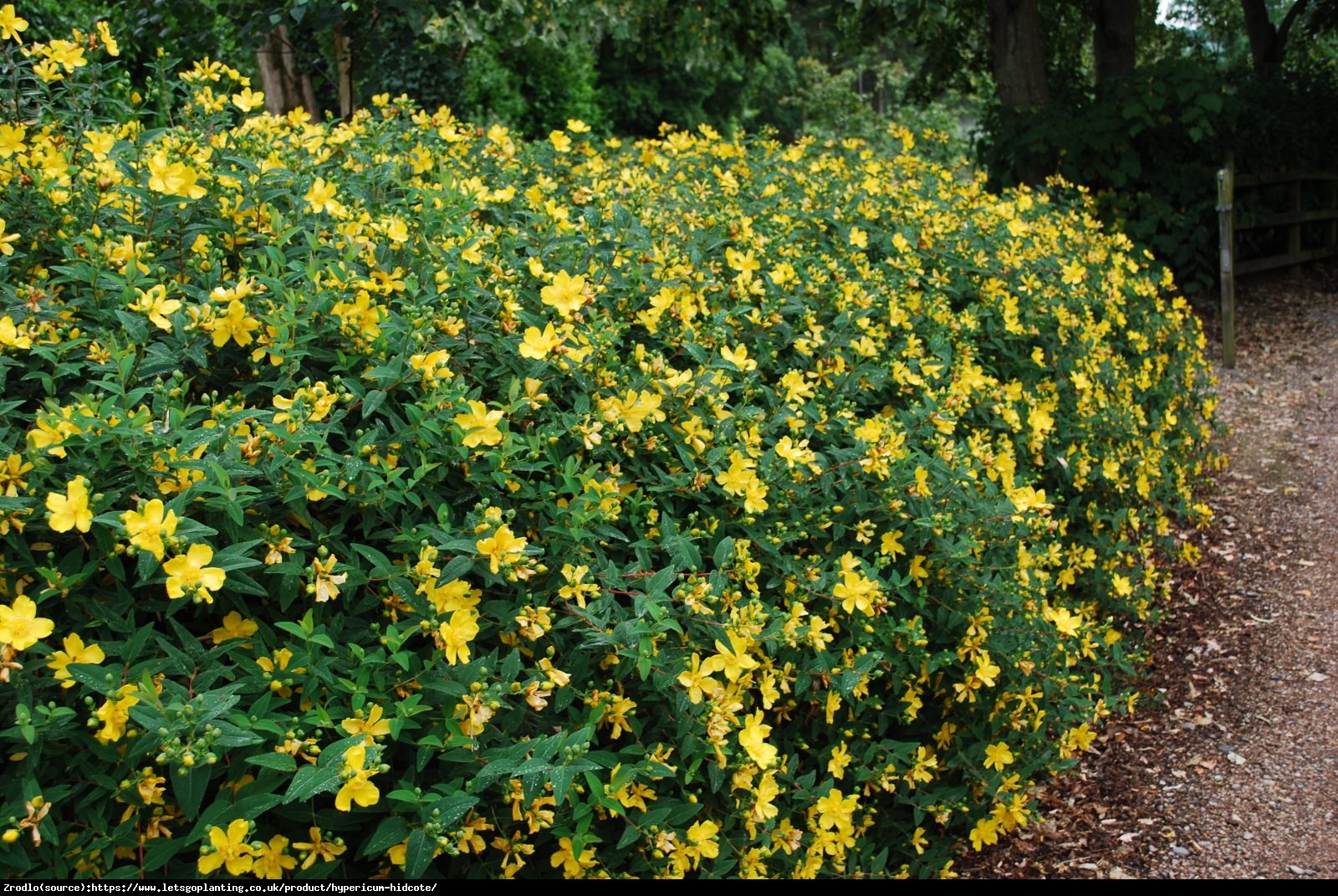 Dziurawiec Hidcote  - Hypericum  Hidcote 