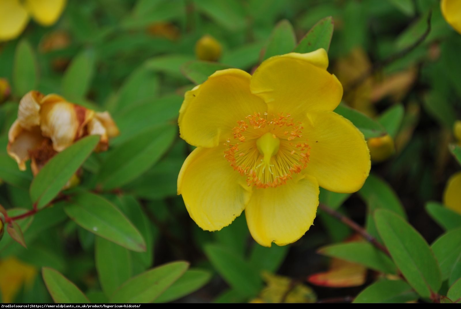 Dziurawiec Hidcote  - Hypericum  Hidcote 