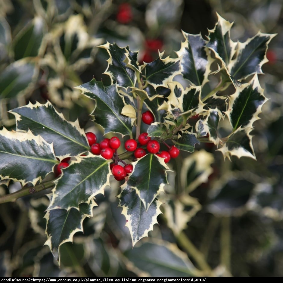 Ostrokrzew kolczasty  Argentea Marginata Żeński - Ilex aq.  Argentea Marginata 