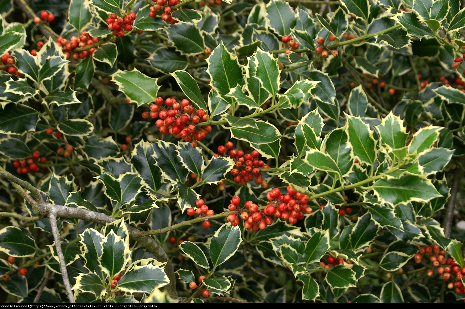 Ostrokrzew kolczasty  Argentea Marginata Żeński - Ilex aq.  Argentea Marginata 