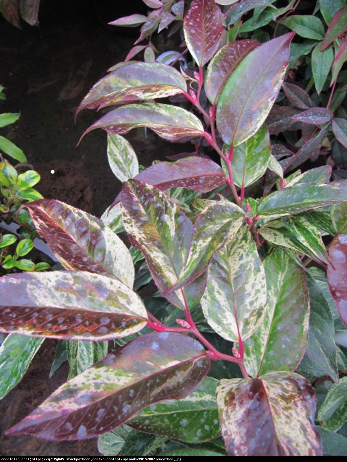 Kiścień Rainbow - Leucothoe f.  Rainbow 