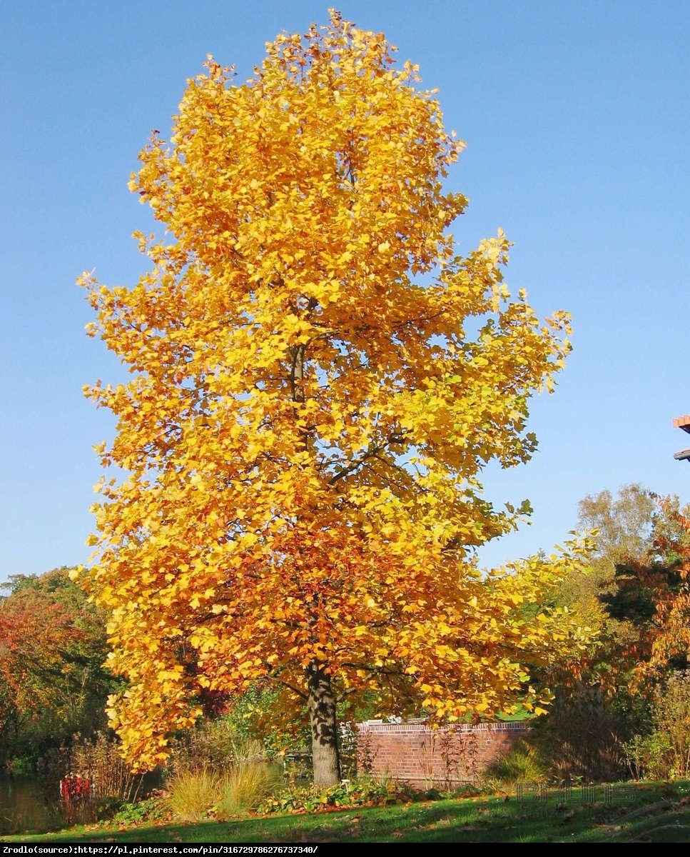 Tulipanowiec amerykański - Liriodendron tulipifera 