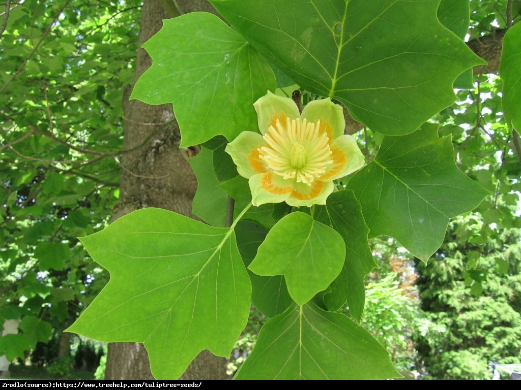 Tulipanowiec amerykański - Liriodendron tulipifera 