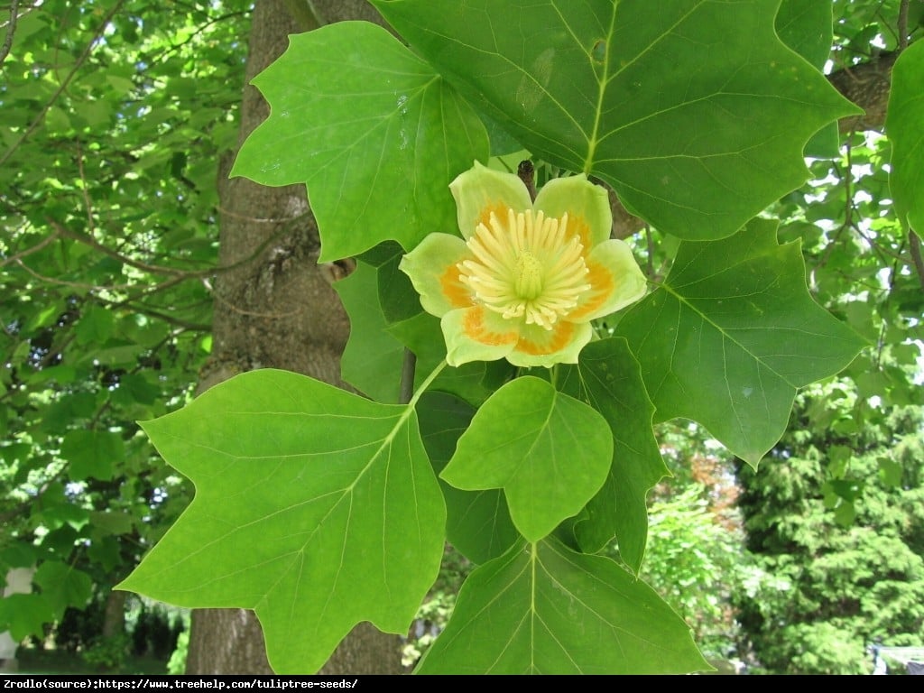 Tulipanowiec amerykański - Liriodendron tulipifera 