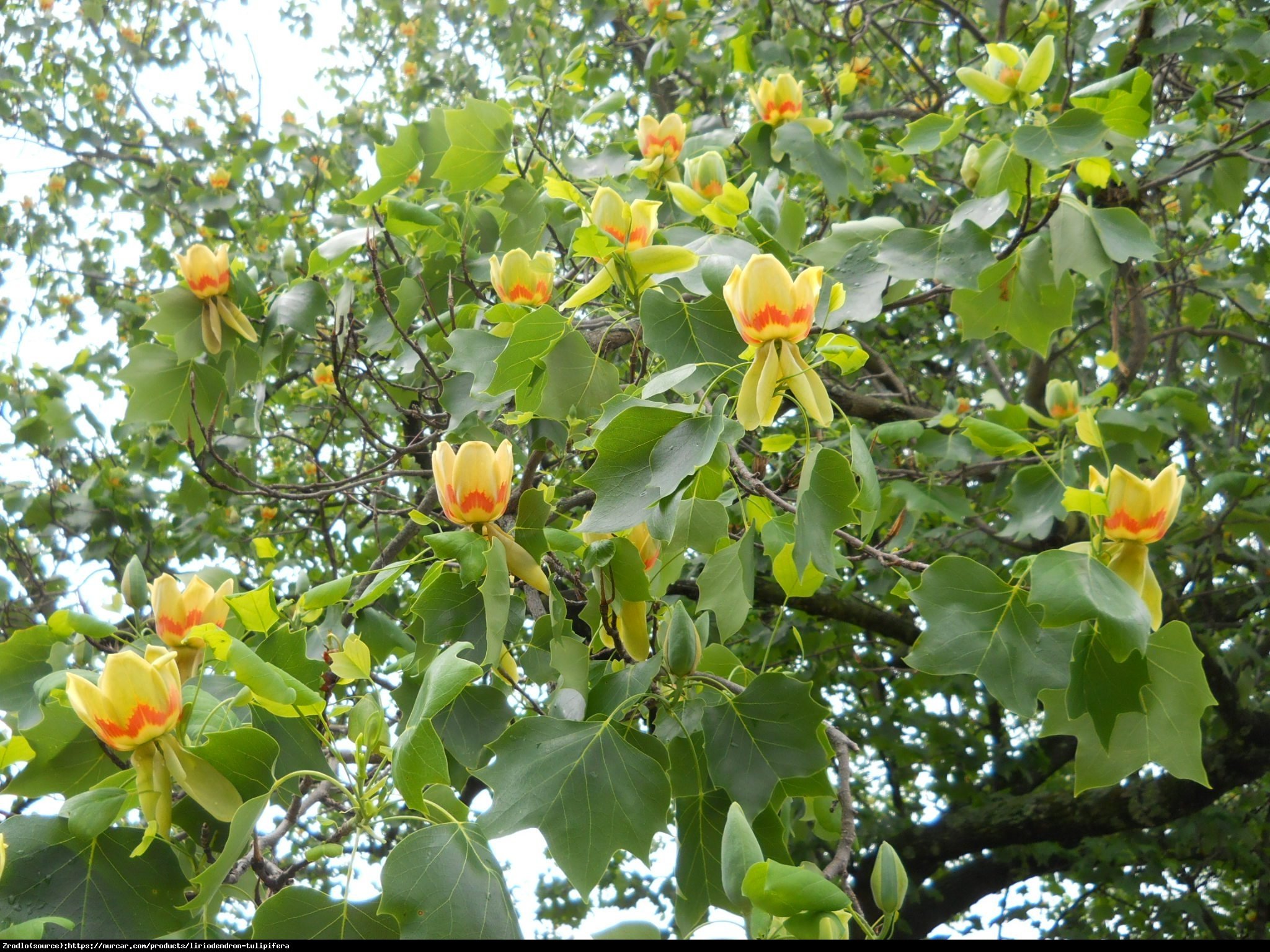 Tulipanowiec amerykański - Liriodendron tulipifera 