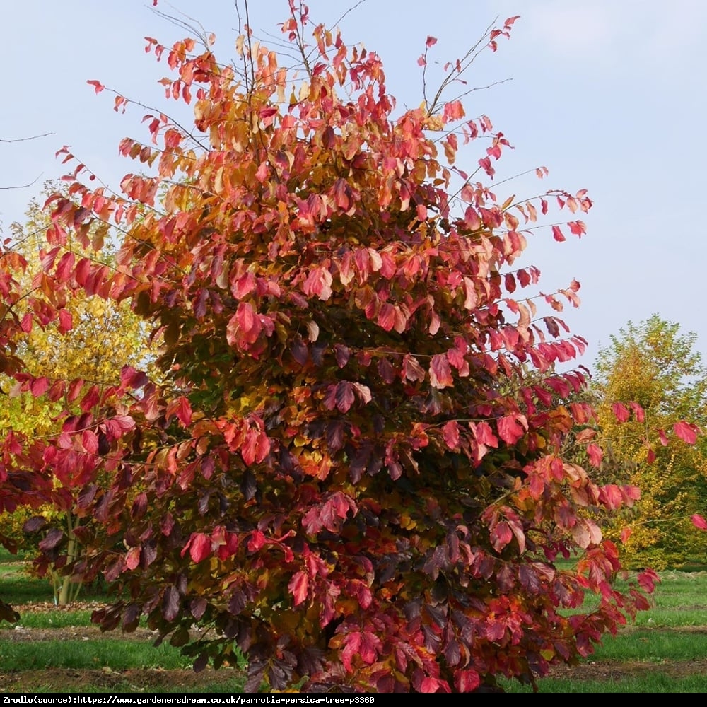 Parrocja perska - Parrotia persica