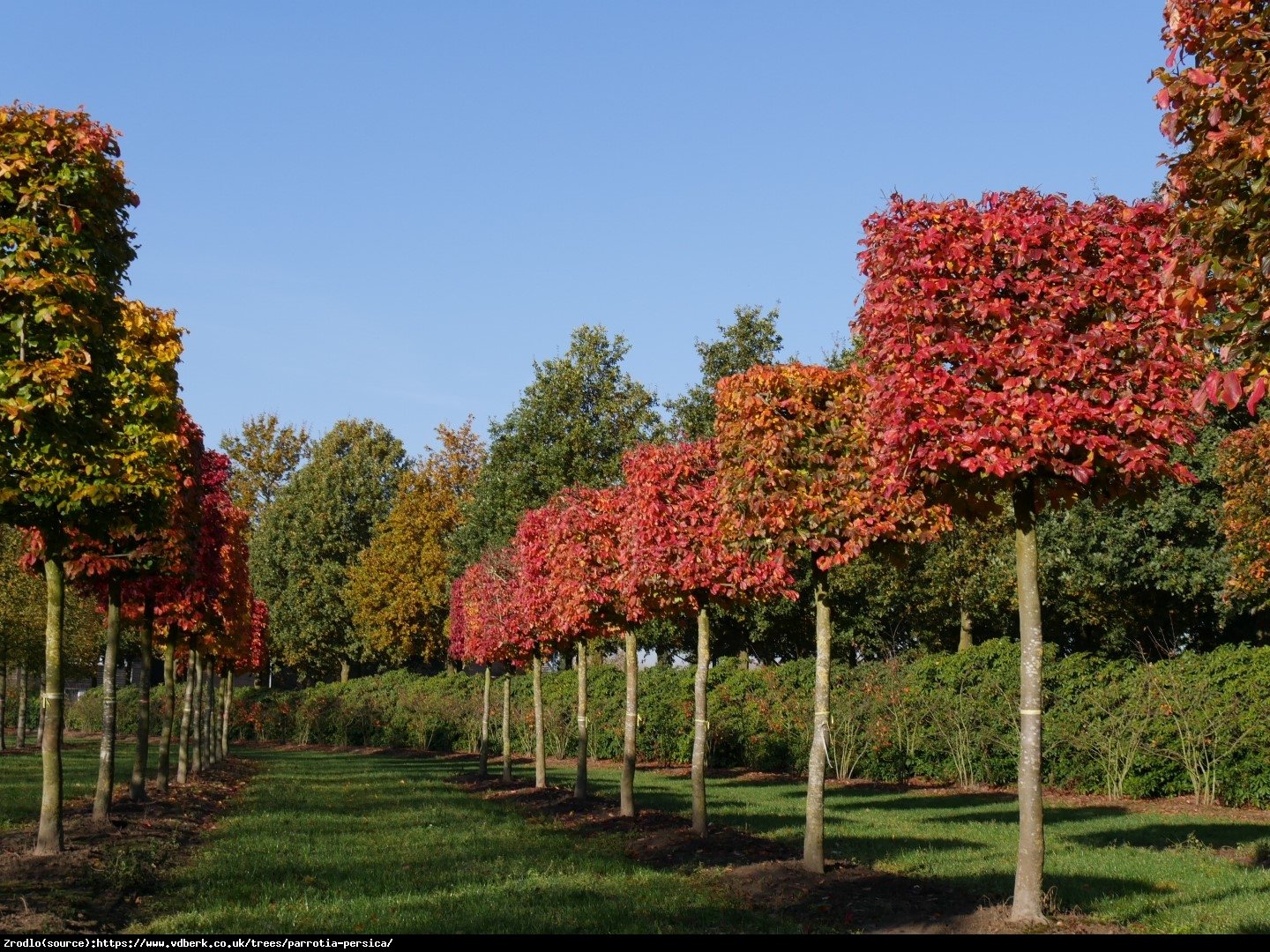 Parrocja perska - Parrotia persica