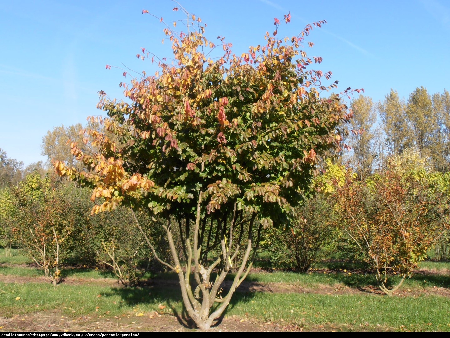 Parrocja perska - Parrotia persica