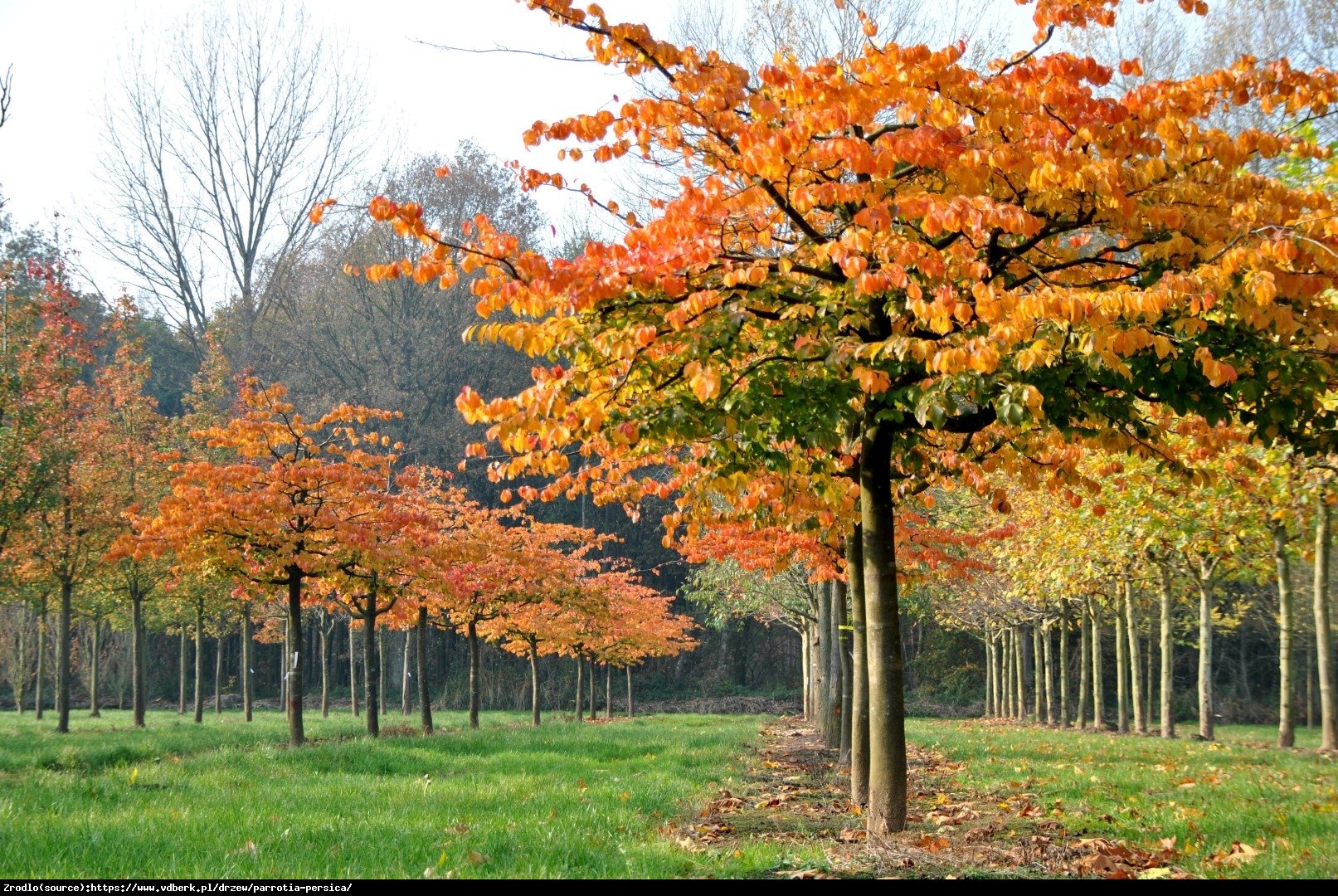 Parrocja perska - Parrotia persica