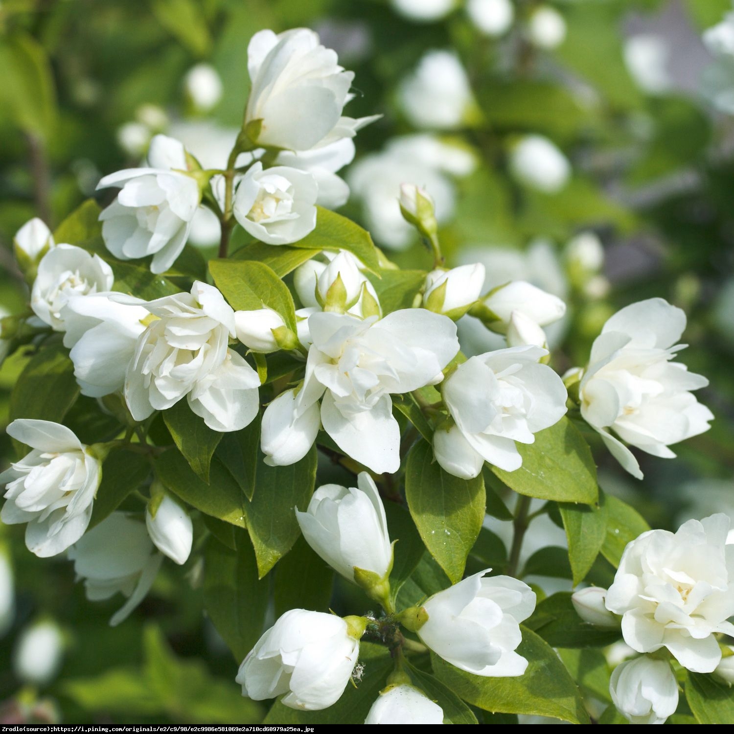 Jaśminowiec  Manteau d Hermine  - Philadelphus  Manteau d Hermine 
