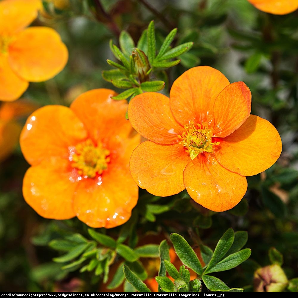Pięciornik fruticosa Tangerine Potentilla fruticosa Tangerine