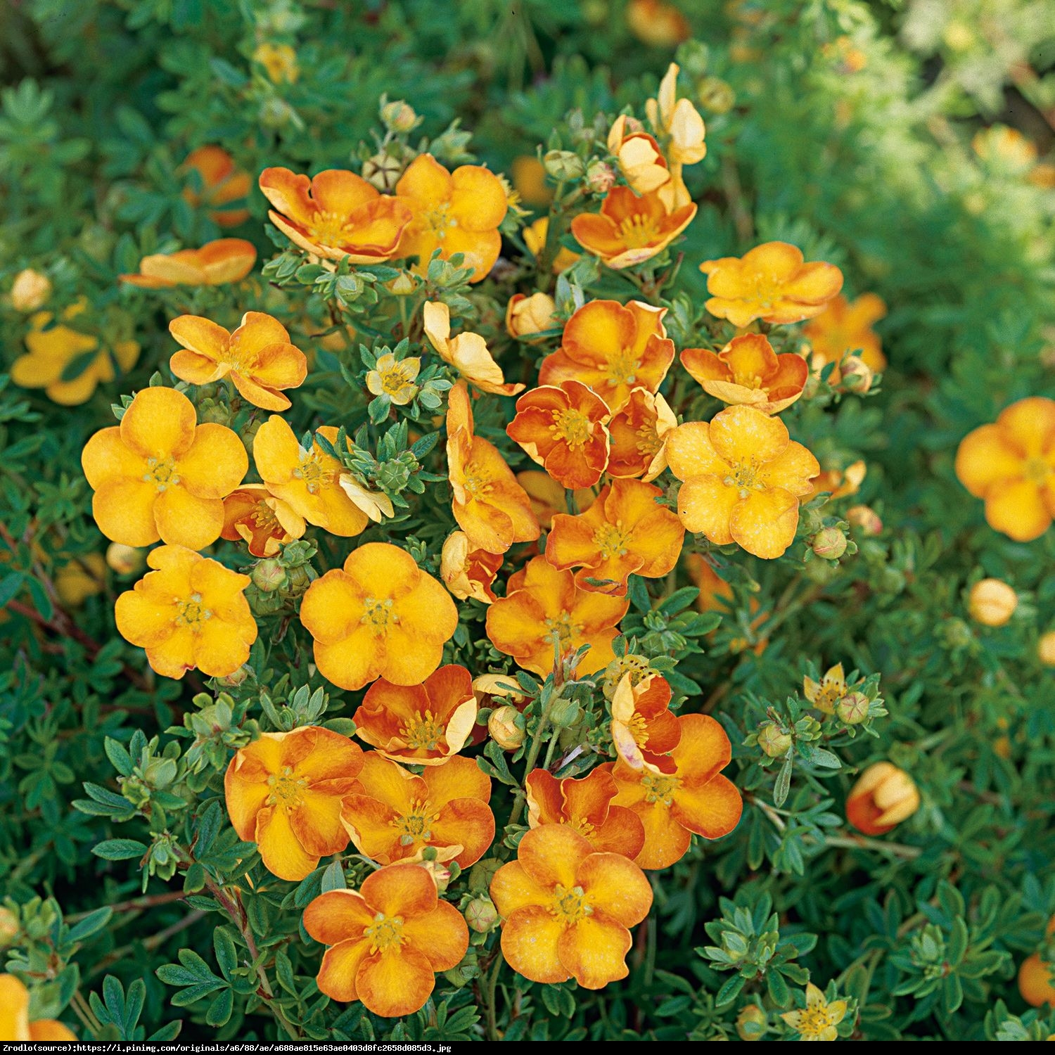 Pięciornik fruticosa Tangerine  - Potentilla fruticosa Tangerine 