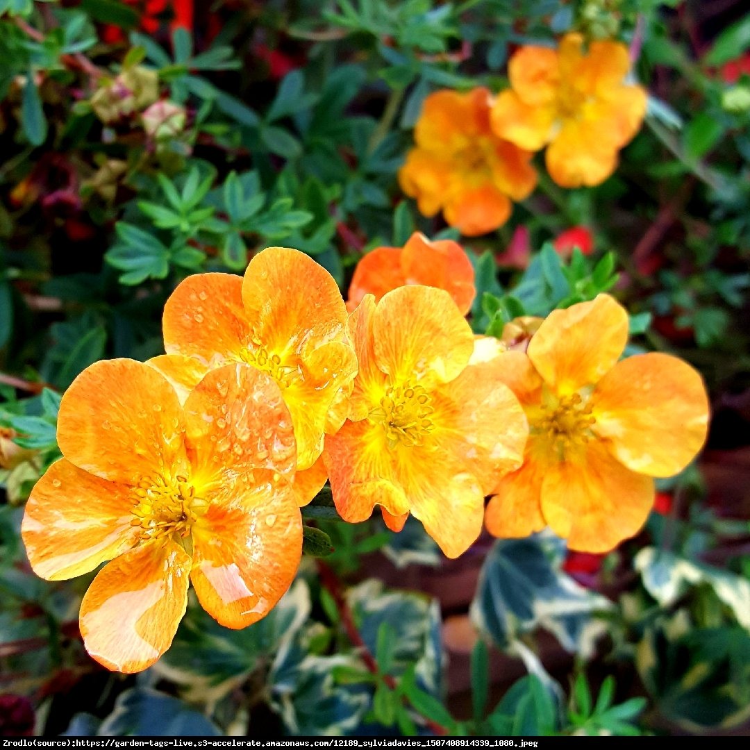 Pięciornik fruticosa Tangerine  - Potentilla fruticosa Tangerine 