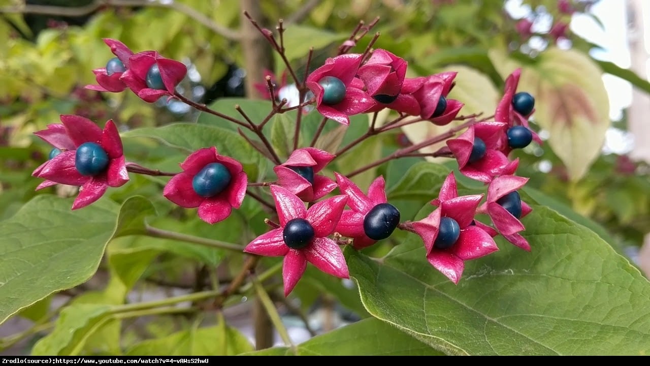 Szczęślin późny  - Clerodendrum trichotomum