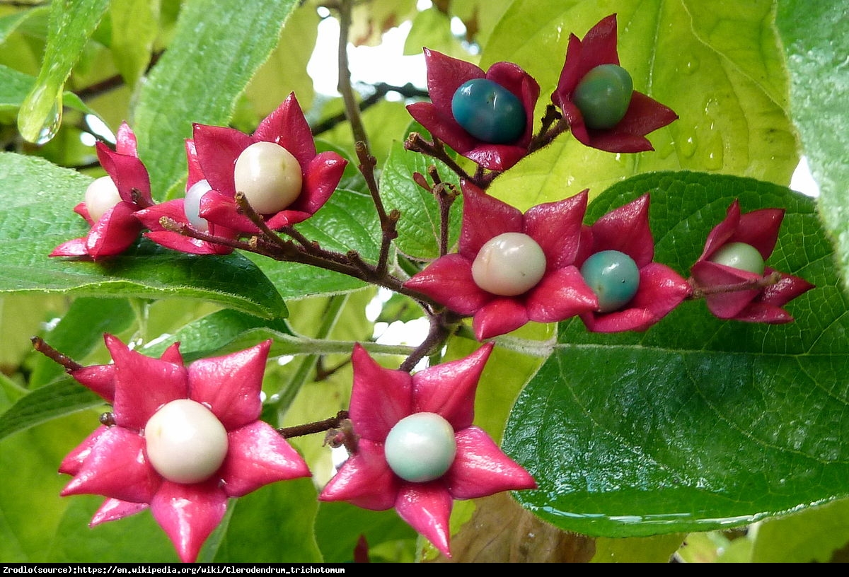 Szczęślin późny  - Clerodendrum trichotomum