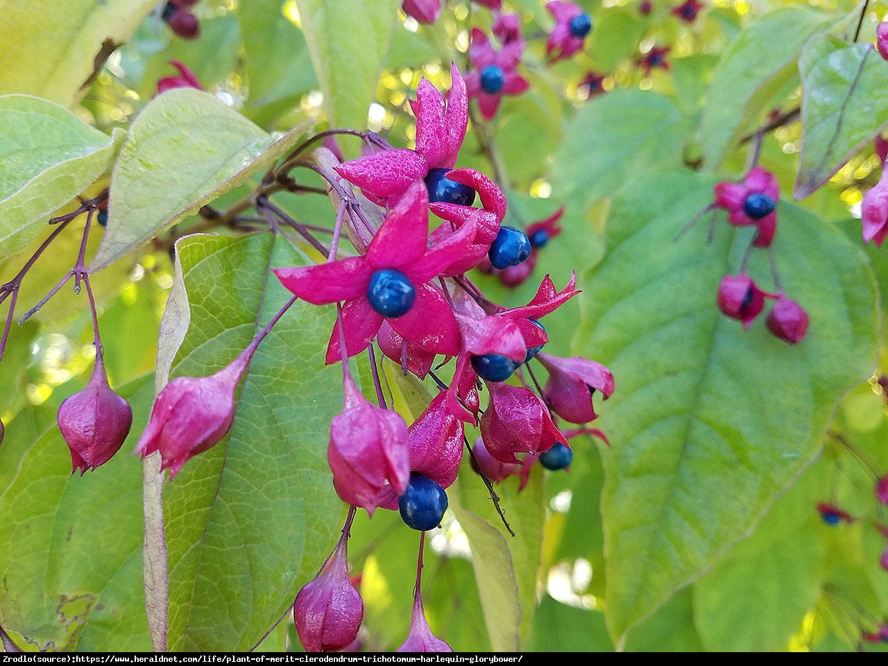 Szczęślin późny  - Clerodendrum trichotomum