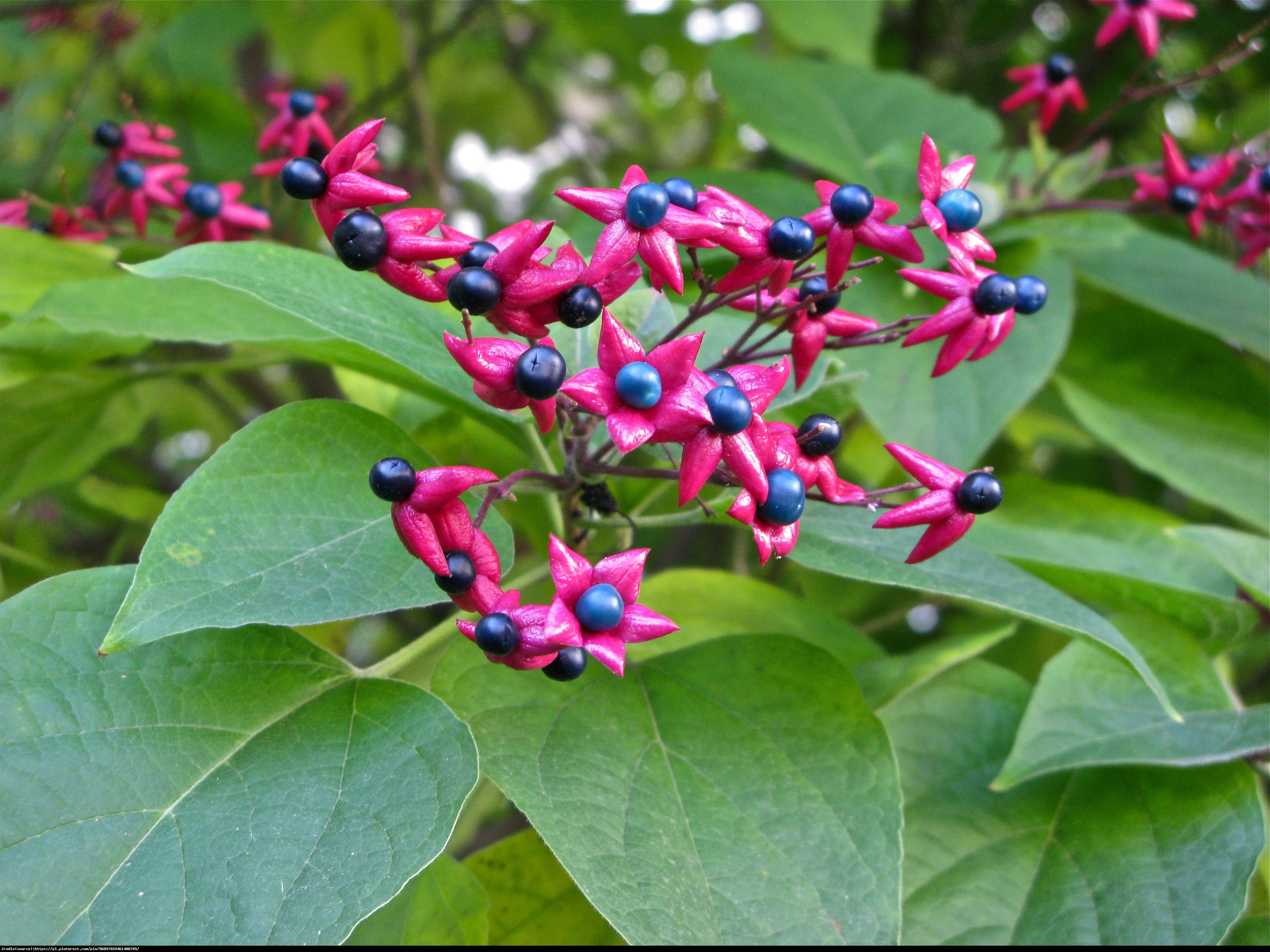 Szczęślin późny  - Clerodendrum trichotomum