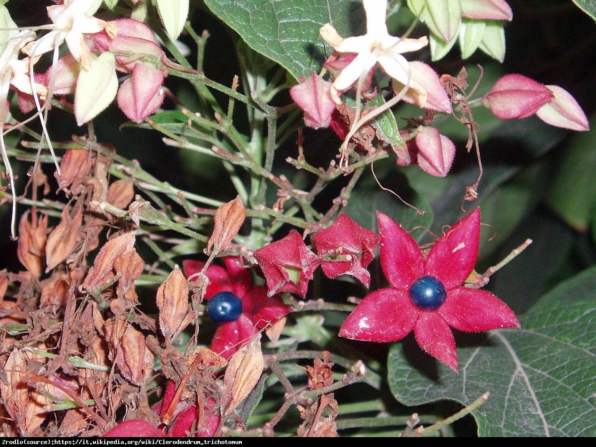 Szczęślin późny  - Clerodendrum trichotomum