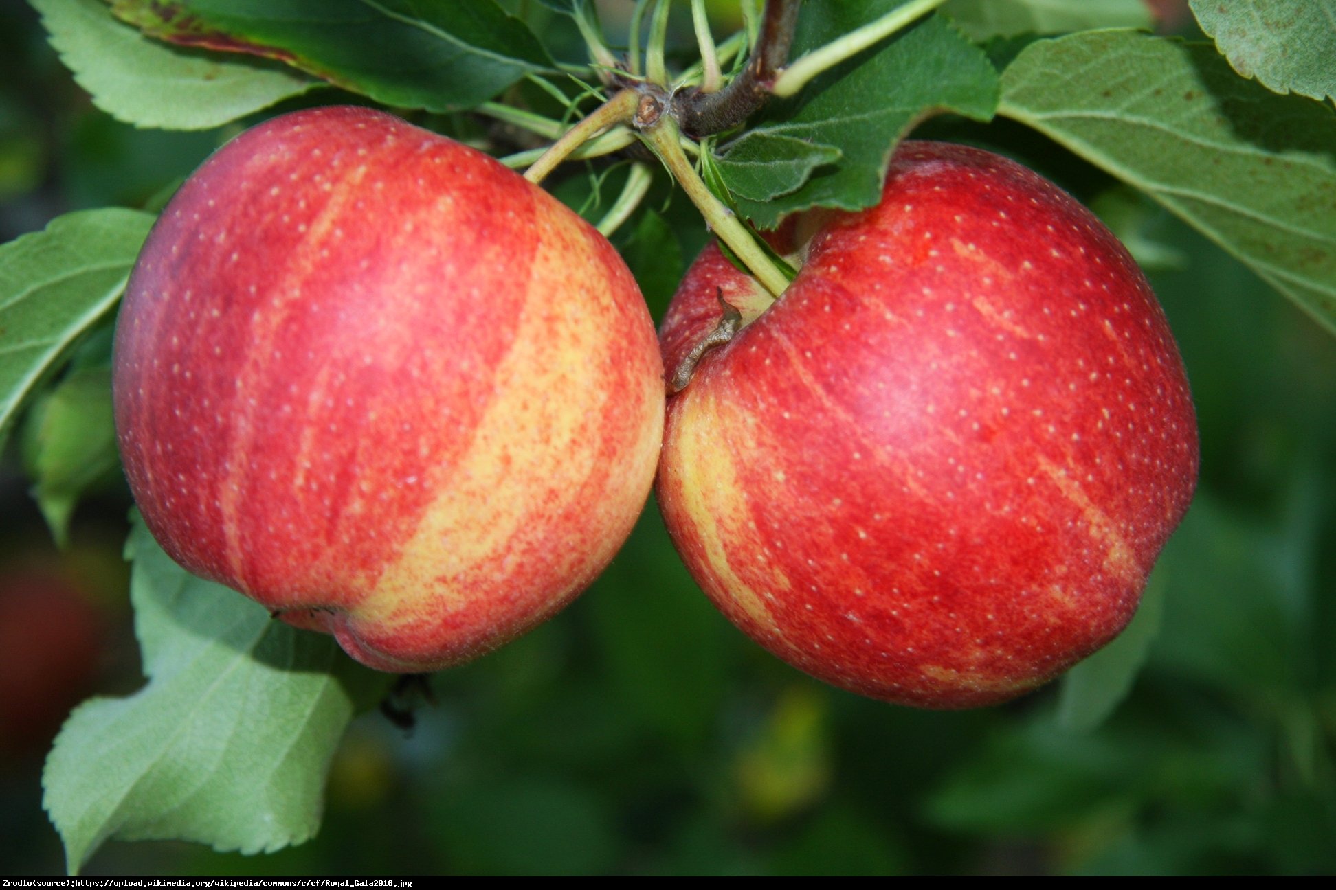 Jabłoń Natali Gala - Malus Natali Gala