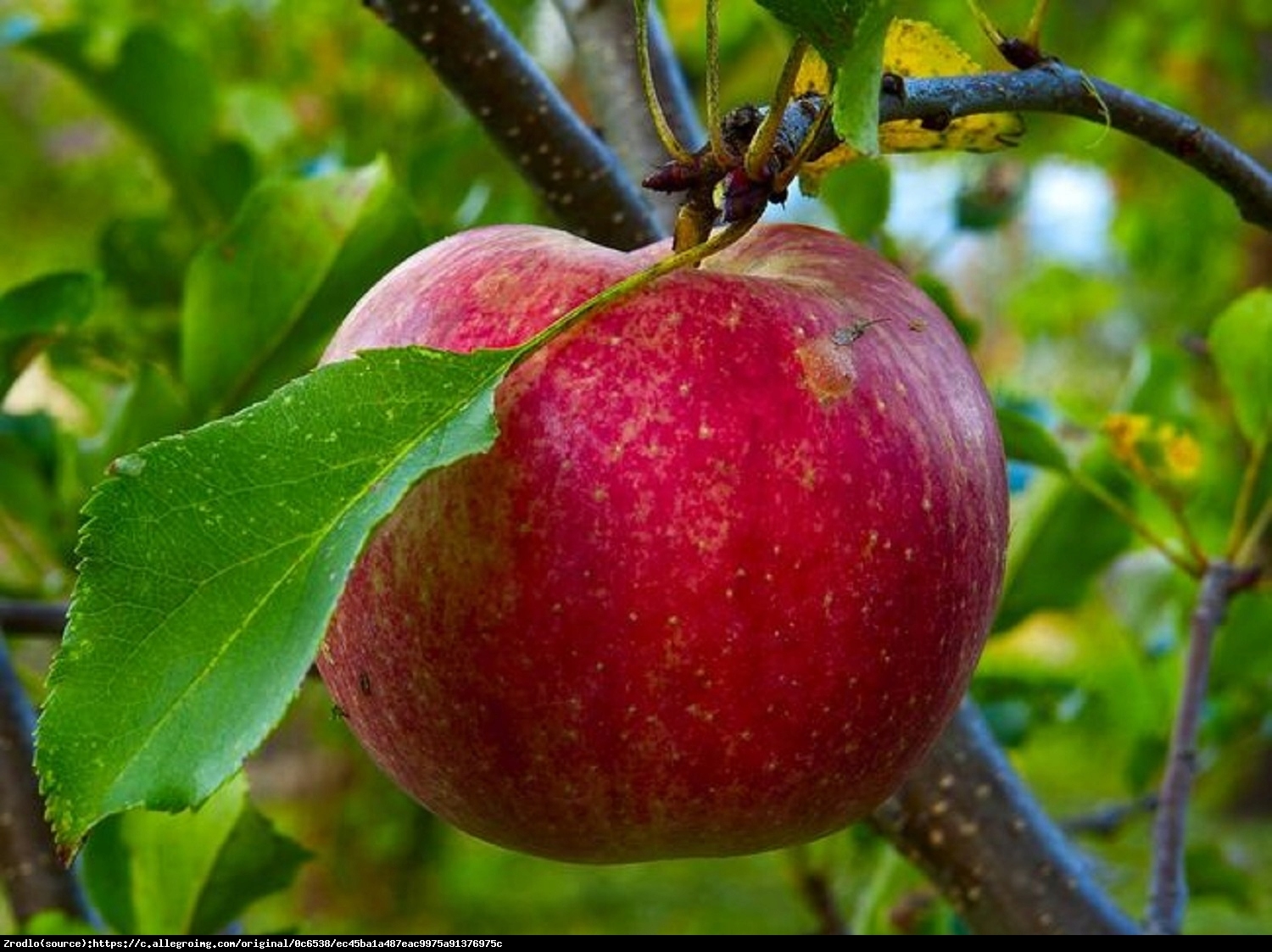 Jabłoń Szampion - Malus Szampion