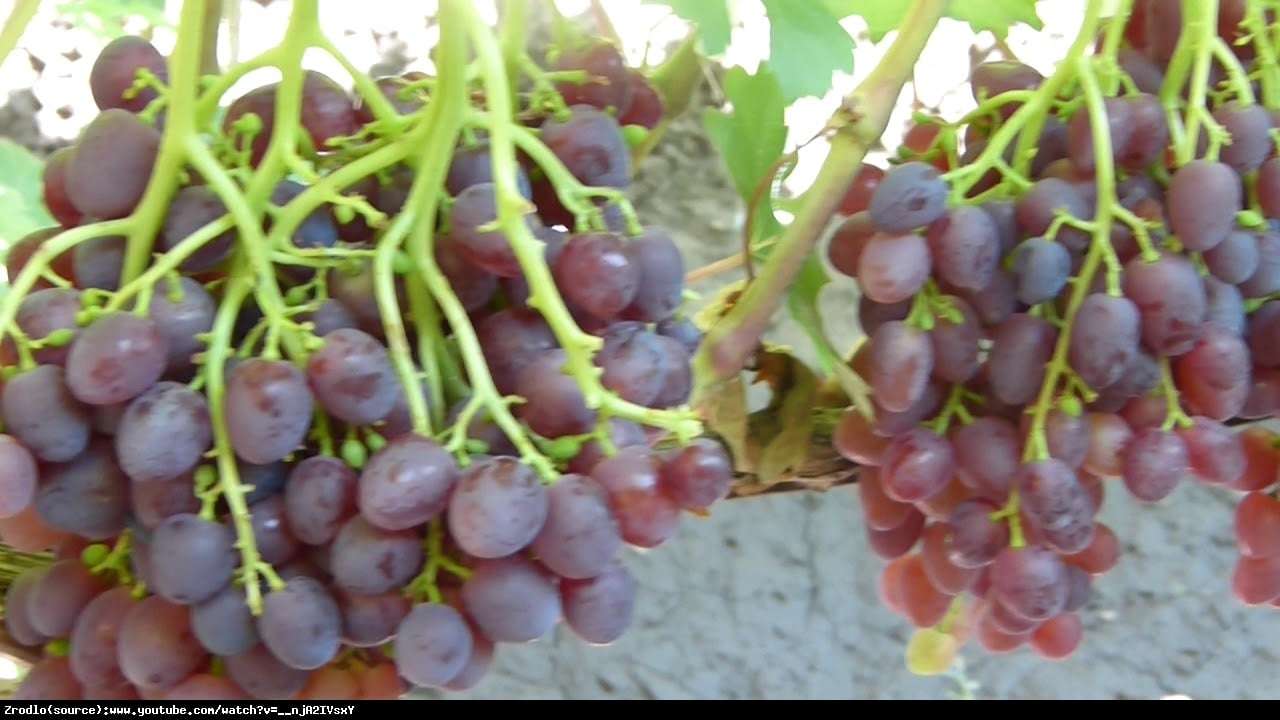 Winorośl Marmieładnyj - RZADKO SPOTYKANY - Vitis Marmieładnyj