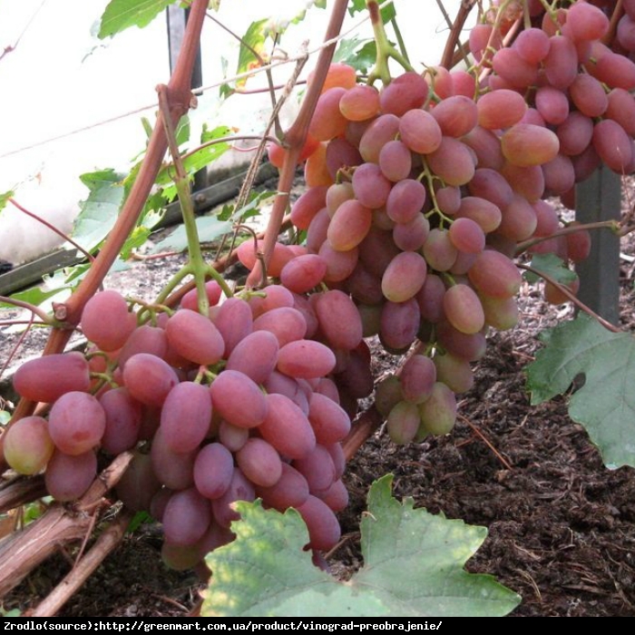 Winorośl Prieobrażenie - DUŻE GRONA, GIGANTYCZNE JAGODY - Vitis Prieobrażenie