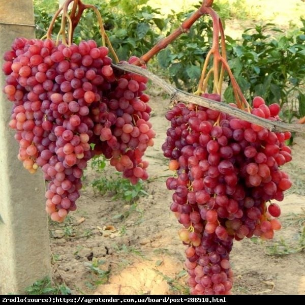 Winorośl Prieobrażenie - DUŻE GRONA, GIGANTYCZNE JAGODY - Vitis Prieobrażenie