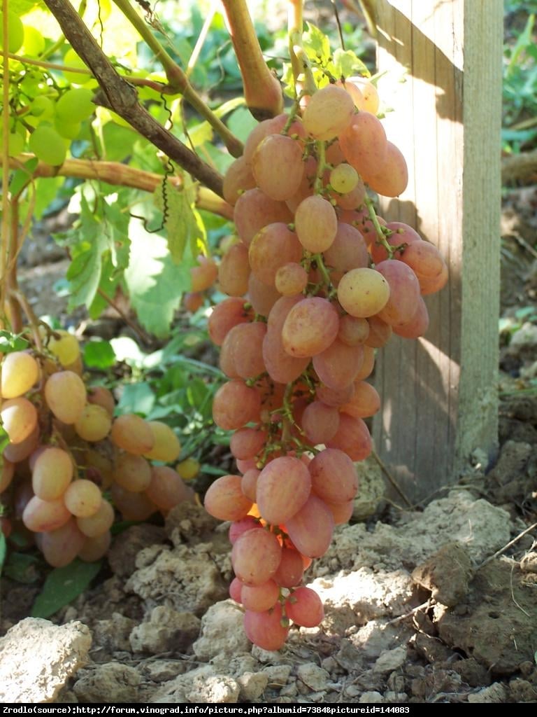 Winorośl Kiszmisz Nachodka - BEZPESTKOWE, SUPER SMACZNY - Vitis Kiszmisz Nachodka