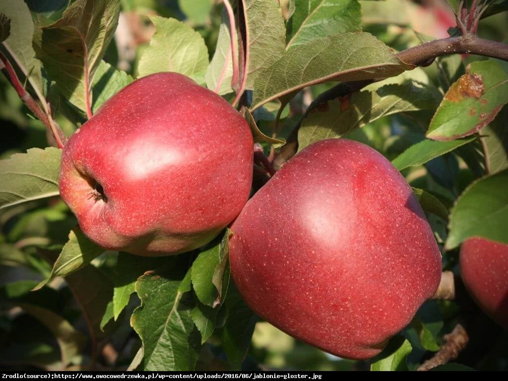 Jabłoń Gloster - Malus Gloster