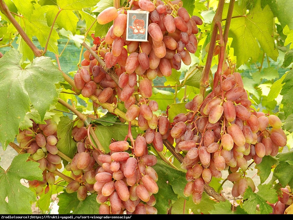 Winorośl Sensacja - OGROMNE JAGODY, GRONA 1,5 kg, BARDZO SMACZNA - Vitis Sensacja