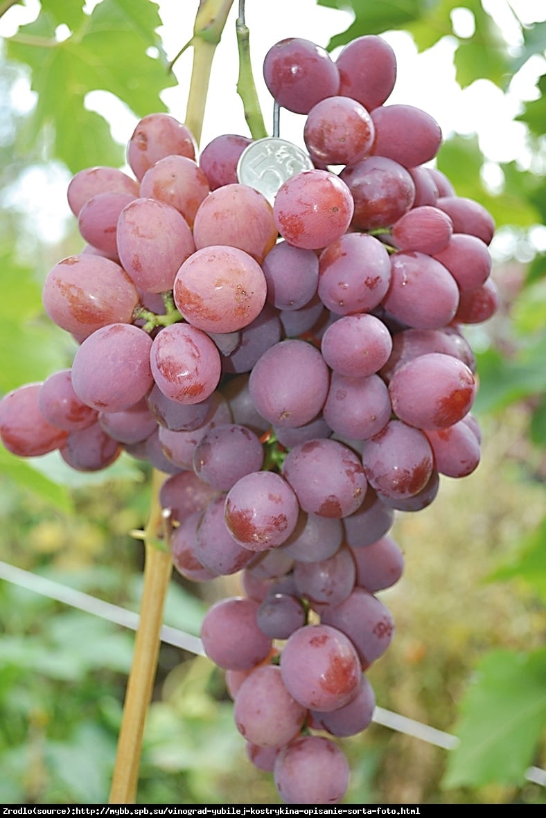 Winorośl Jubilej Kostrykina - WIELKOOWOCOWA, BARDZOO WCZESNA - Vitis Jubilej Kostrykina