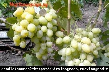 Winorośl Zlato - PRAWDZIWE ZŁOTO w TWOJEJ WINNICY - Vitis Zlato