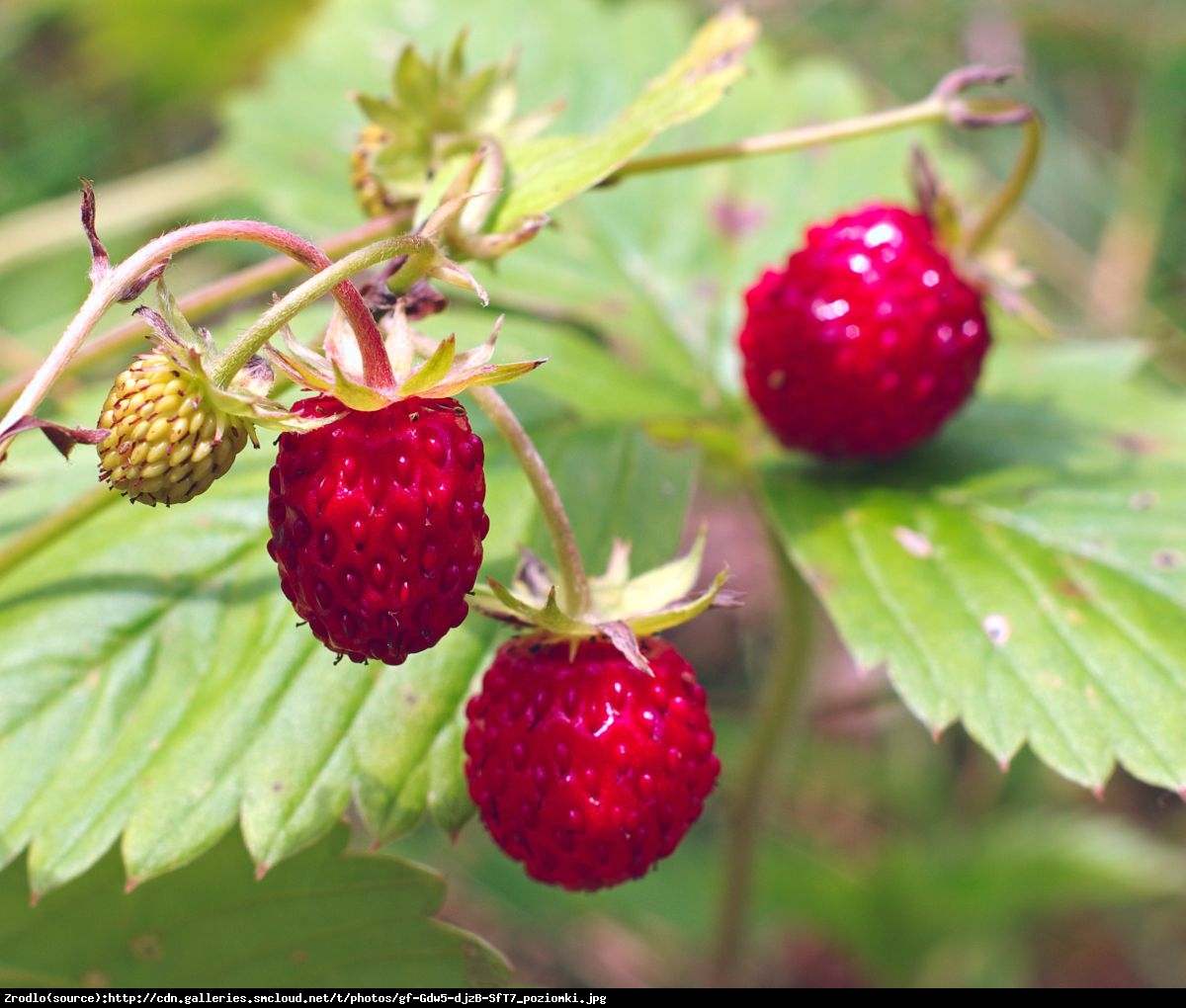 Poziomka bezrozłogowa Miniwood - PYSZNE, AROMATYCZNE OWOCE - Fragaria vesca Miniwood