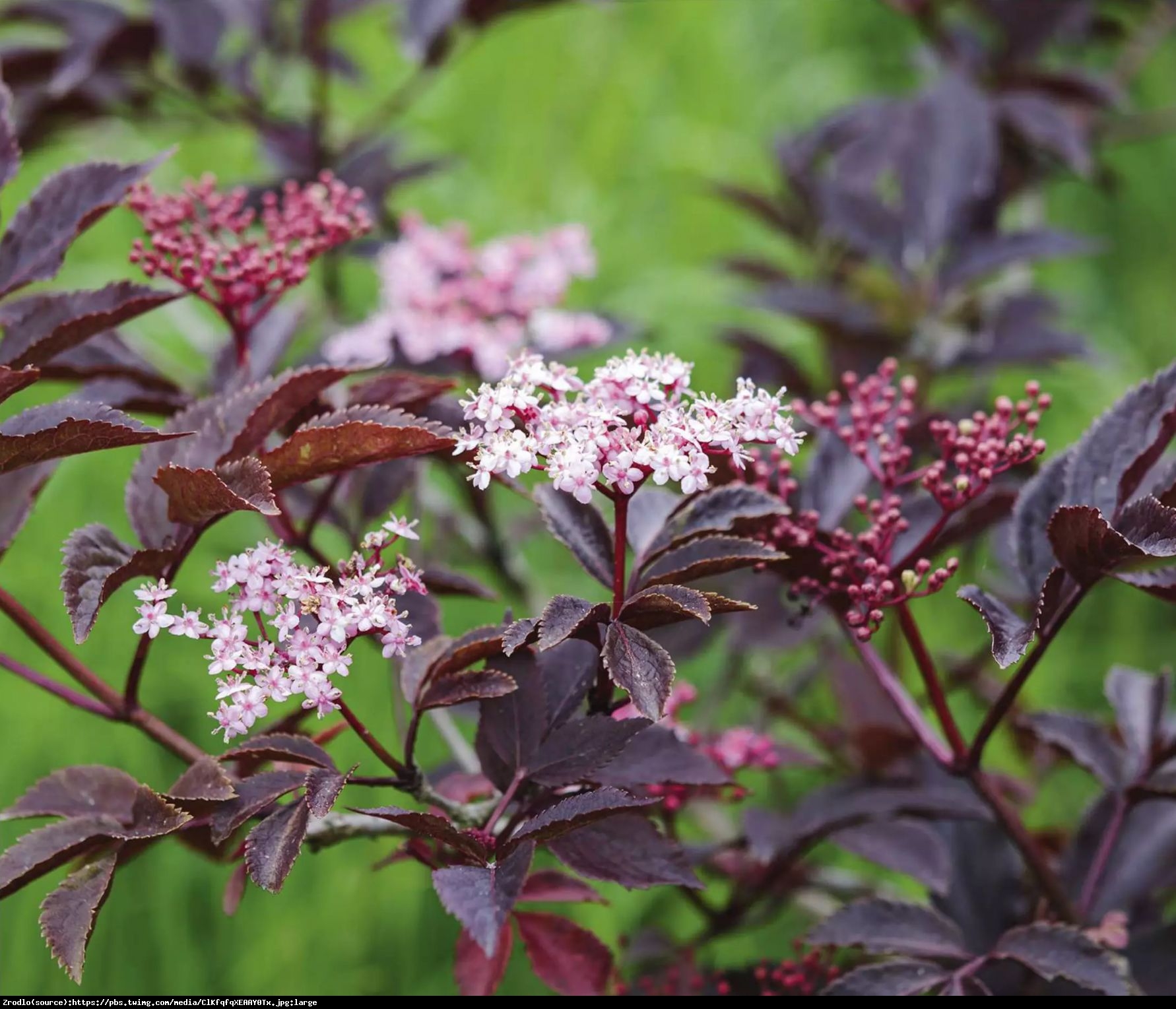 Bez czarny Thundercloud - NOWOŚĆ, DWUKOLOROWE KWIATY - Sambucus nigra Thundercloud