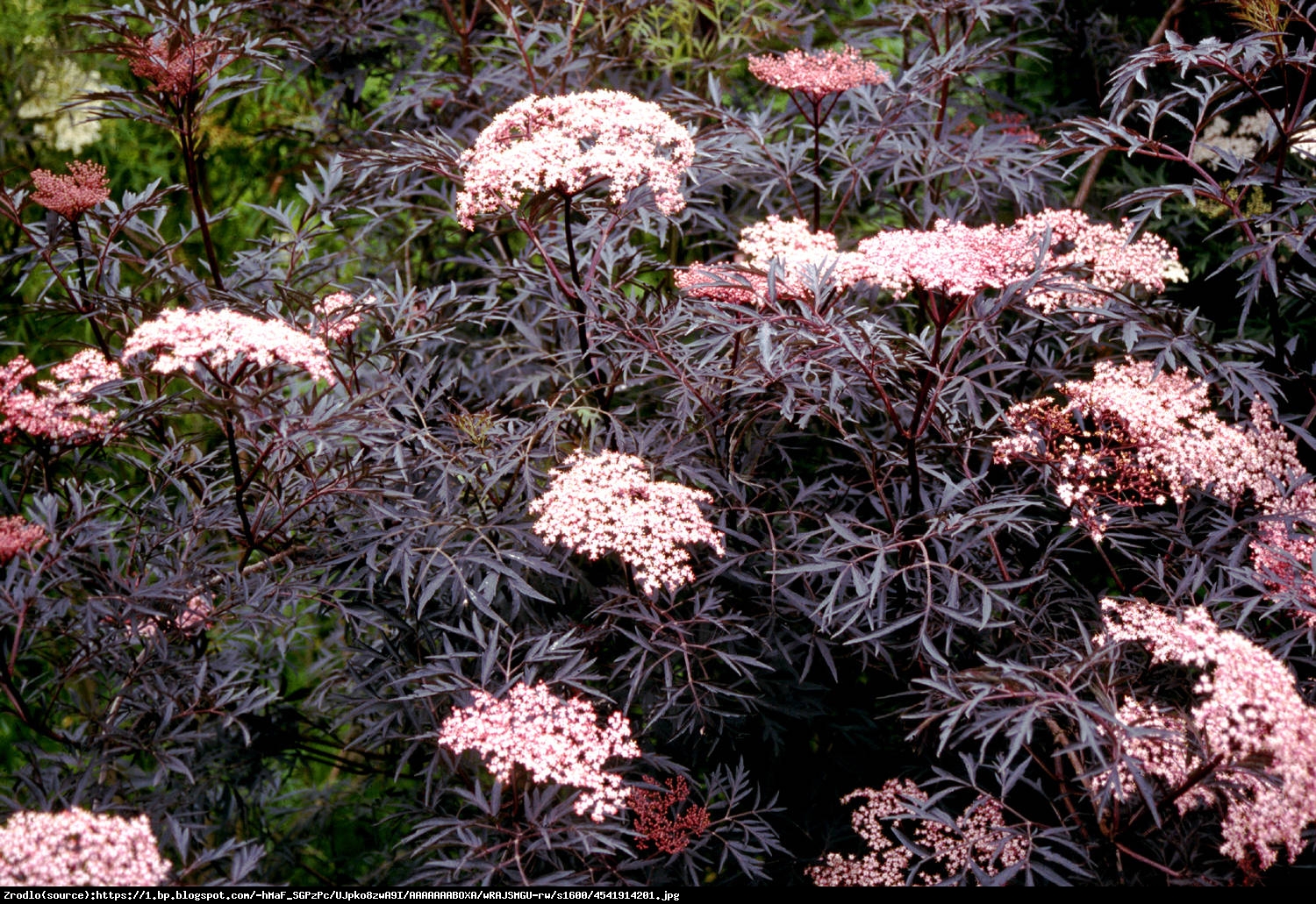 Bez czarny Thundercloud - NOWOŚĆ, DWUKOLOROWE KWIATY - Sambucus nigra Thundercloud